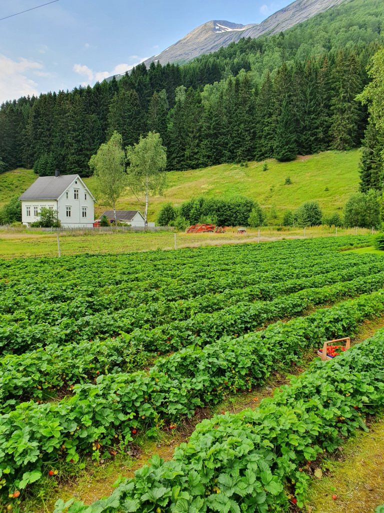 Strawberry viruses can be spread through plants and propagation materials, but in addition, aphids and nematodes in the soil are important vectors for transmission. Photo: Siri Elise Dybdal