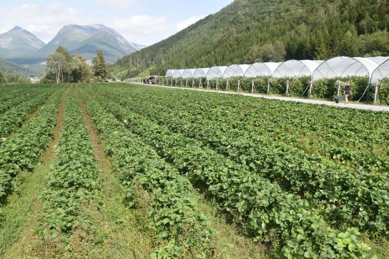 Climate change can lead to the establishment of new viruses and vectors in Norway, or existing vectors may experience greater distribution or activity. Photo: Siri Elise Dybdal