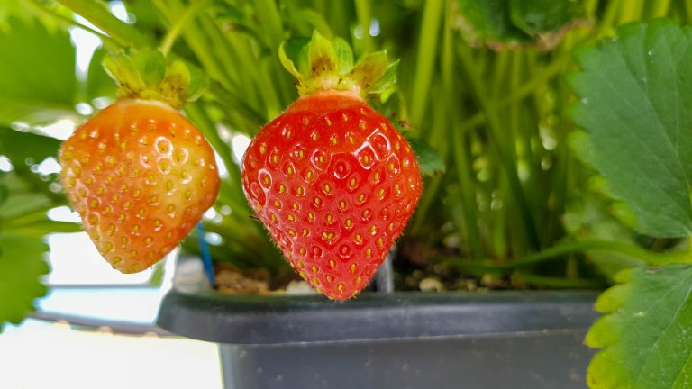 It is not possible to diagnose viruses in strawberries and raspberries based on symptoms in the original host. Therefore, special testing methods must be used. Photo: Morten Günther