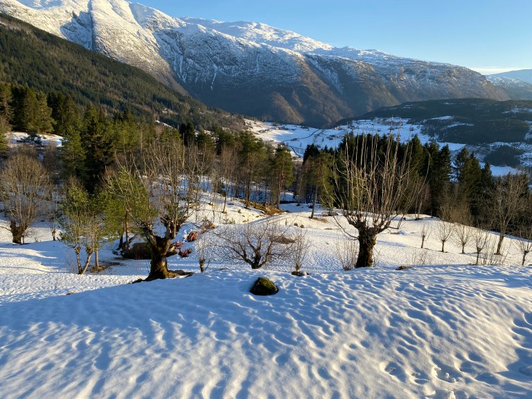 Styvde tre i jordbrukslandskapet er viktige levesteder for lav, mosar, sopp og insekt, og fremjar biomangfoldet i området. Her ser vi eit kulturlandskap med styvingstrær i Ulvik. Foto: Jørund Johansen