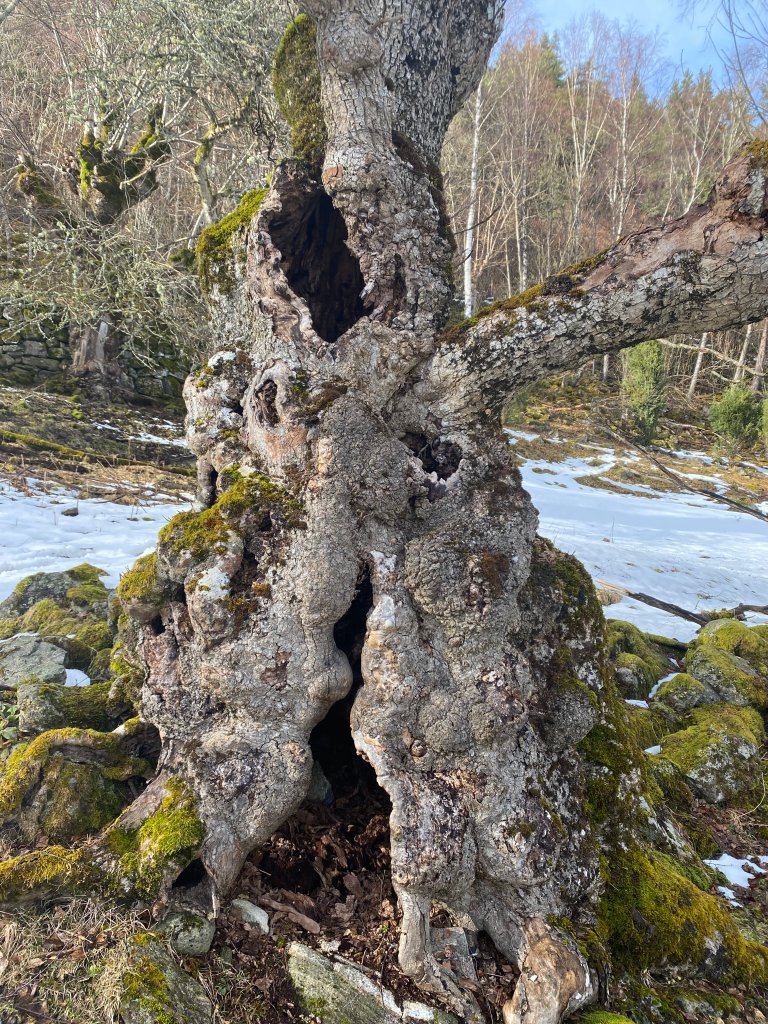 Styvde tre blir ofte uthola i midten i yngre alder enn tre som ikkje er skjøtta. Uthola lauvtre er eit spesielt verdifullt habitat for ei rekkje artar. Foto: Jørund Johansen
