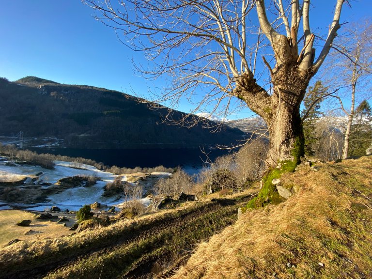 Styving er ein tradisjonell teknikk der dei øvste greinene på eit tre vert kutta, og berre stammen og nokre få hovudgreiner står att.. På biletet ser me ein styvd ask som står i Fykse utanfor Øystese i Kvam kommune. Foto: Jørund Johansen