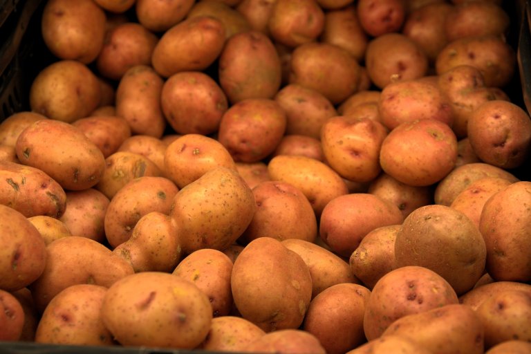 Sessions will address diverse facets of potato cultivation, including potato health, integrated pest management, and soil health. Photo: Siri Elise Dybdal