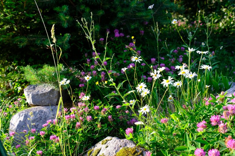 Wildflowers_ktg.JPG