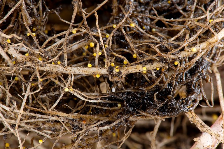 Gul potetcystenematode (Globodera rostochiensis) i rotsystemet. Foto: Bonsak Hammeraas, NIBIO