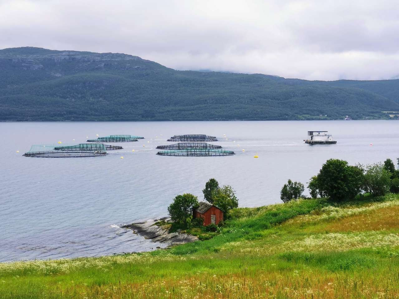 Akvakultur Dyrøy1 EM