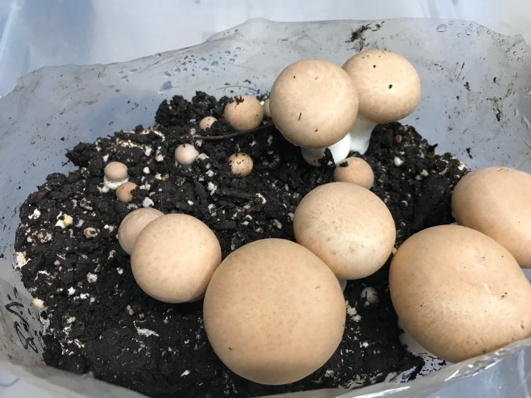 Biogas degistate is well suited as a growth medium for mushrooms. Nesse's experiments showed that the mushrooms absorb pollutants to a small extent. In the picture, we see Portobello mushrooms, a brown variant of cultivated Agaricus bisporus. Photo by Agnieszka Jasinska.