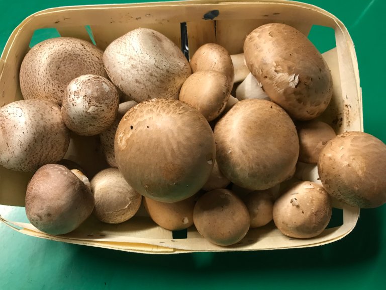 In the experiments, two types of mushrooms were cultivated, Agaricus bisporus and Agaricus subrufescens. Photo by Agnieszka Jasinska.