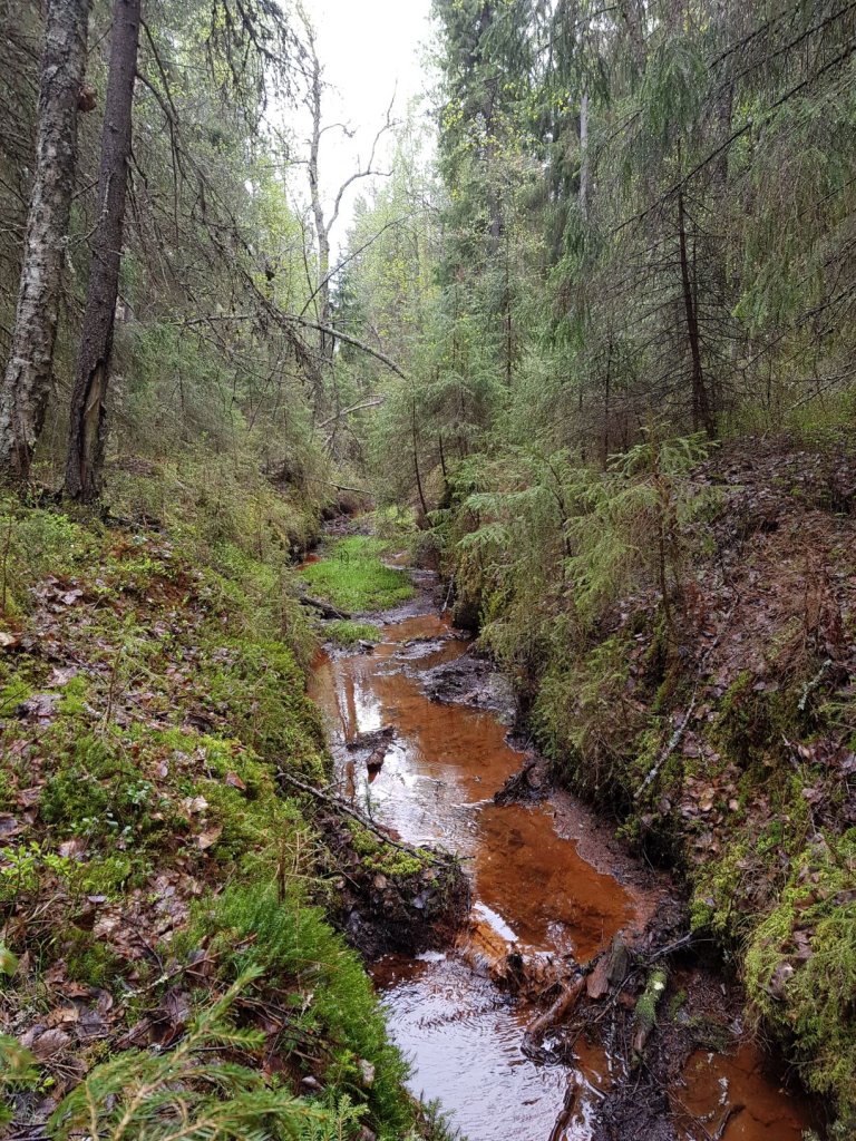 Peatland_ditch_photo_Laura_Härkönen.jpg