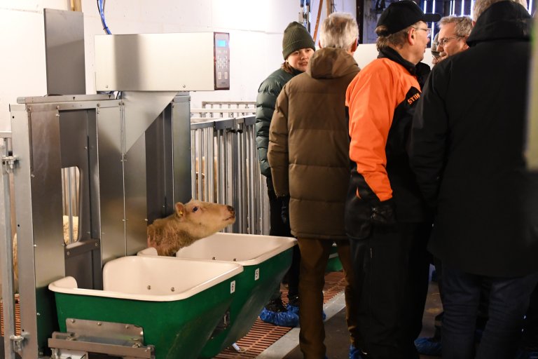 In the sheep pens, there are 24 feeding troughs. When a sheep sticks its head out, the ear number is registered, and it automatically receives its allocated ration of feed. Photo: Liv Jorunn Hind