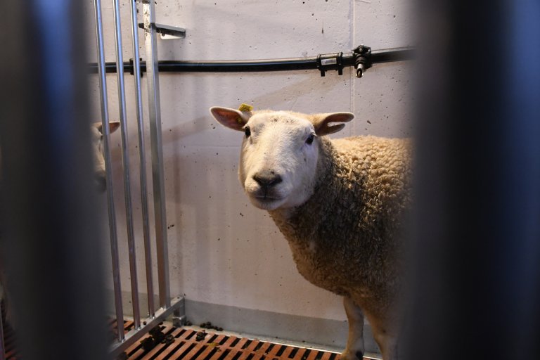 The experimental sheep are castrated rams. Photo: Liv Jorunn Hind
