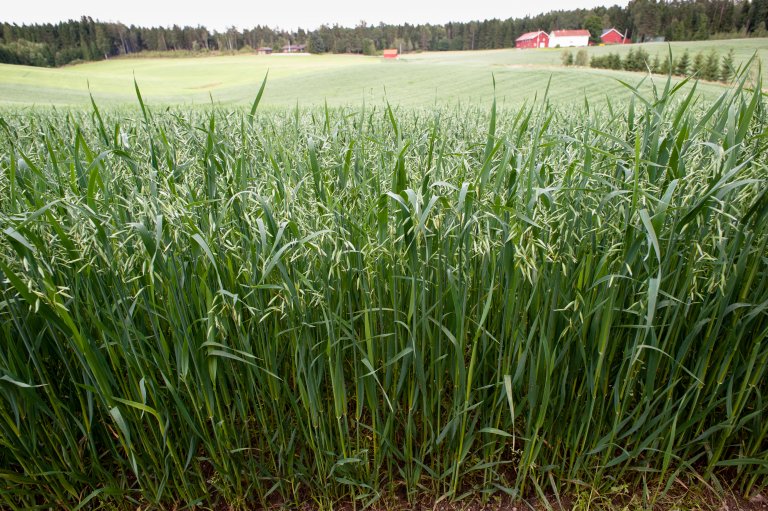 Soil conservation is essential for ensuring that the world’s population can grow their own food, now and in the future. Photo: Dan Aamlid