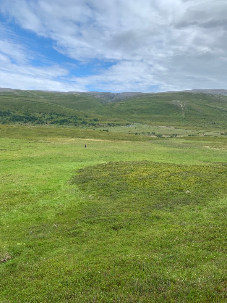 From 2003 to 2023, the abundance of crowberry has increased by an average of 60%, leading to a “green desert effect”. Here in Austerelvdalen in Finnmark, several crowberry clones are invading the meadow. Their branches grow an average of 6 cm per year. Photo: Kari Anne Bråthen / UiT – The Arctic University of Norway
