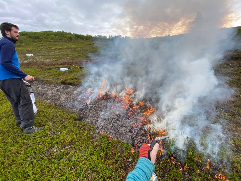 In experiments conducted by MONEC, crowberry was removed either mechanically or burned away under controlled conditions. Afterwards, various soil-improving agents were added, including seaweed, animal manure, and mineral fertiliser. Photo: NIBIO