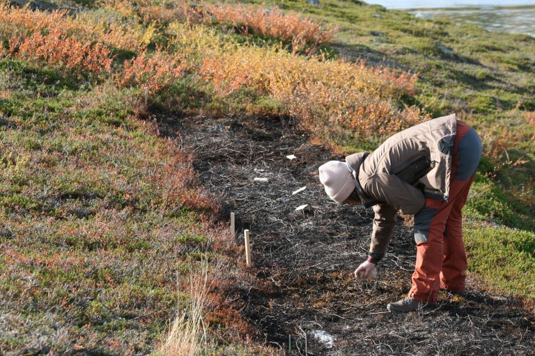 The long-term presence of the crowberry’s chemicals in the soil can hinder plant recovery, making ecological restoration challenging in areas where crowberry has been dominant. This inhibition can persist even after crowberry plants are removed, as the soil remains unfavourable for other species to establish. Photo: Helena Klöckener