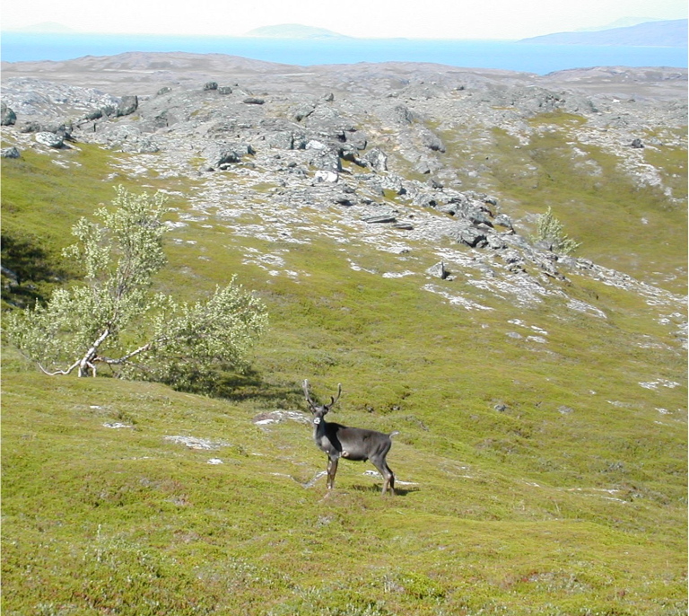 Crowberry is vulnerable to trampling, as can be seen along fences where grazing animals frequently tread. The general increase in crowberry in grazing areas suggests that the trampling intensity is inadequate to slow the spread of crowberry. Photo: Kari Anne Bråthen / UiT – The Arctic University of Norway