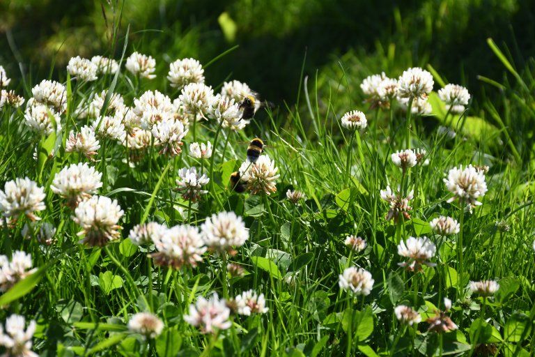 Leave sections of your lawn to remain untrimmed, and the pollinators will thank you. Photo: Liv Jorunn Hind