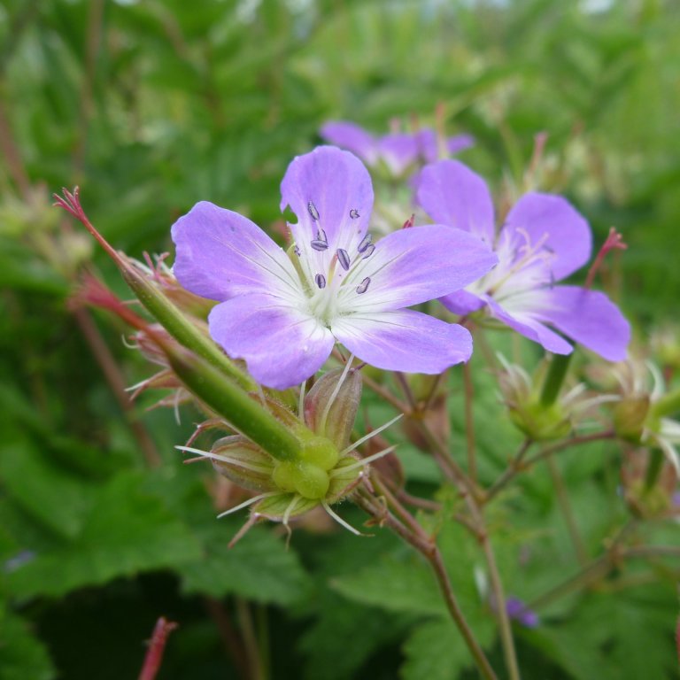 skogstorkenebb_blomst_ABär_P1120529_kvadrat.JPG