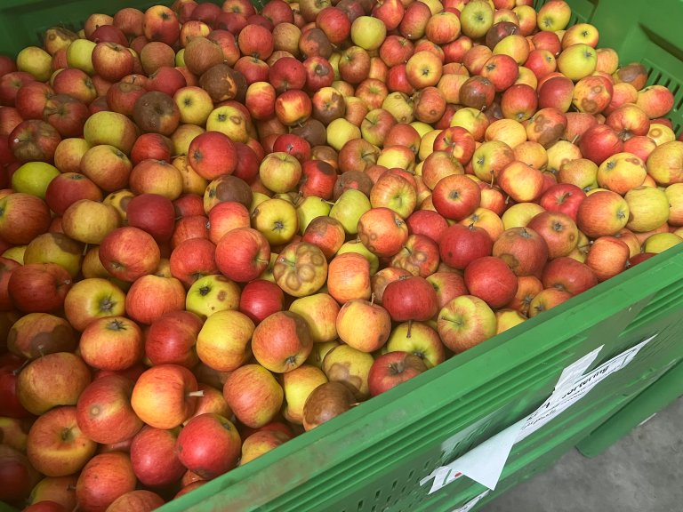 Epler som ble sortert ut på lager: Eplene blir høstet inn, ser pene og friske ut, men etter to–tre måneder i lagring har de råteflekker. Dette fører til matsvinn – eplene må kastes. Foto: Dalphy Harteveld