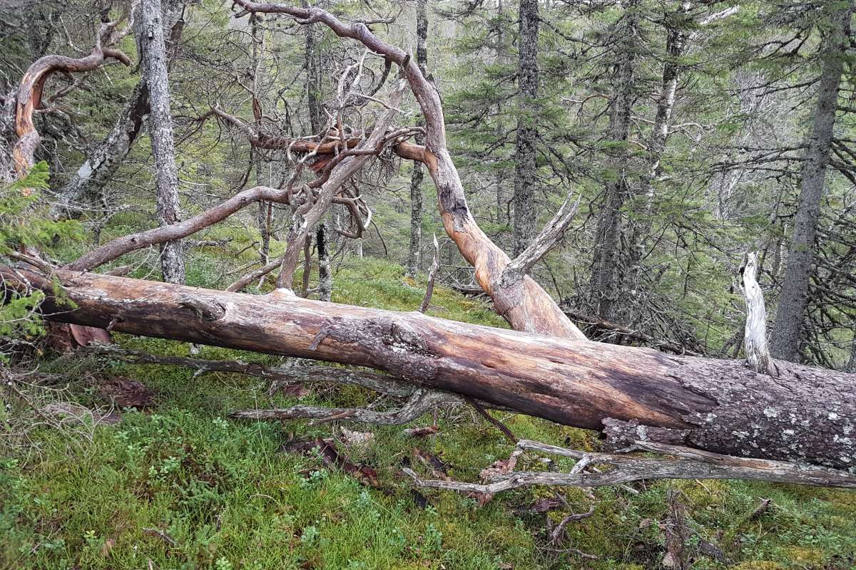 Død ved - foto Arne Steffenrem - NIBIO Skogfrøverket