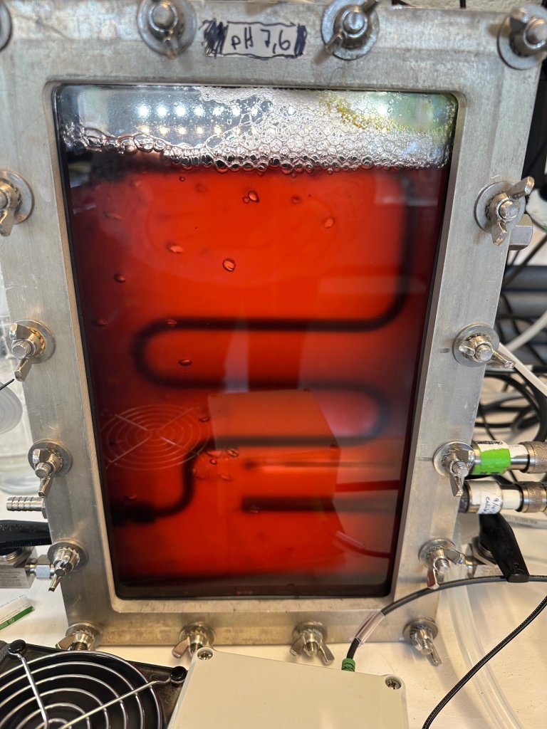 Rhodo FP-PBR 0907 2025 -2.jpg