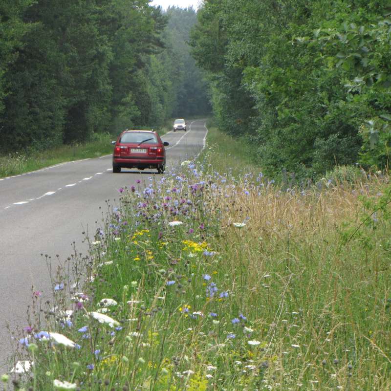 TL N Öland, Shading ends the sp-rich vegetation.IMG_8331