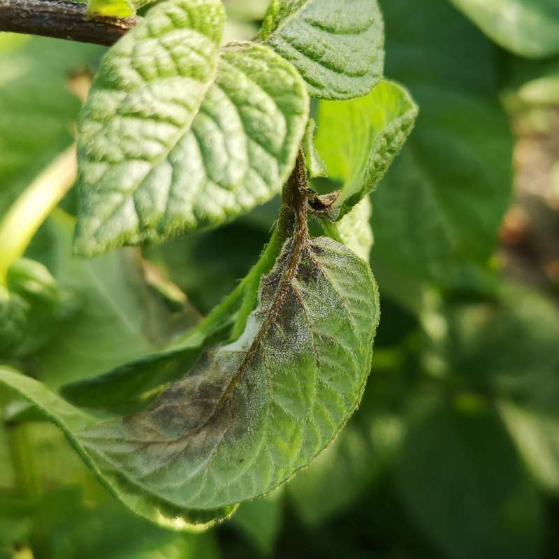 Infected potato plant