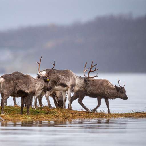Bugün öğrendim ki: Kuzey Avrupa'daki Sami...