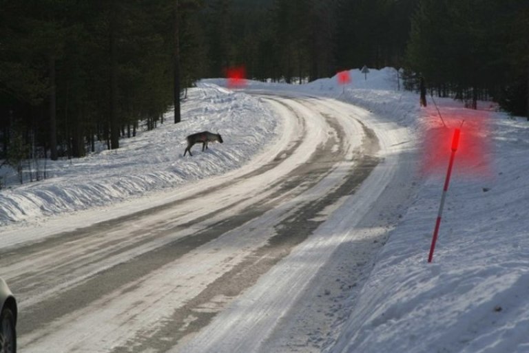 reindeer warning system.jpg