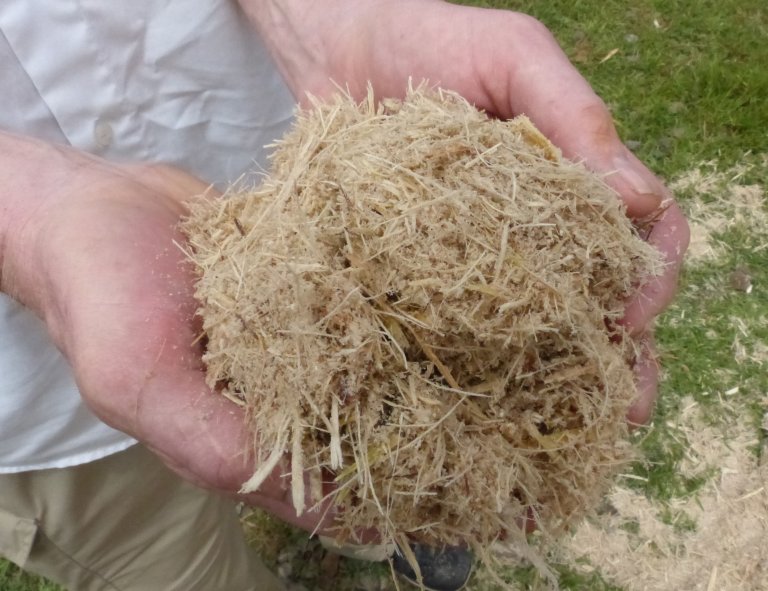 Sugarcane bagasse.JPG