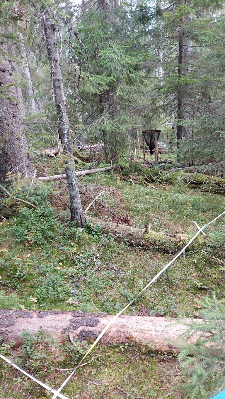 CON3 Dead wood - Foto O. Janne Kjønaas.jpg