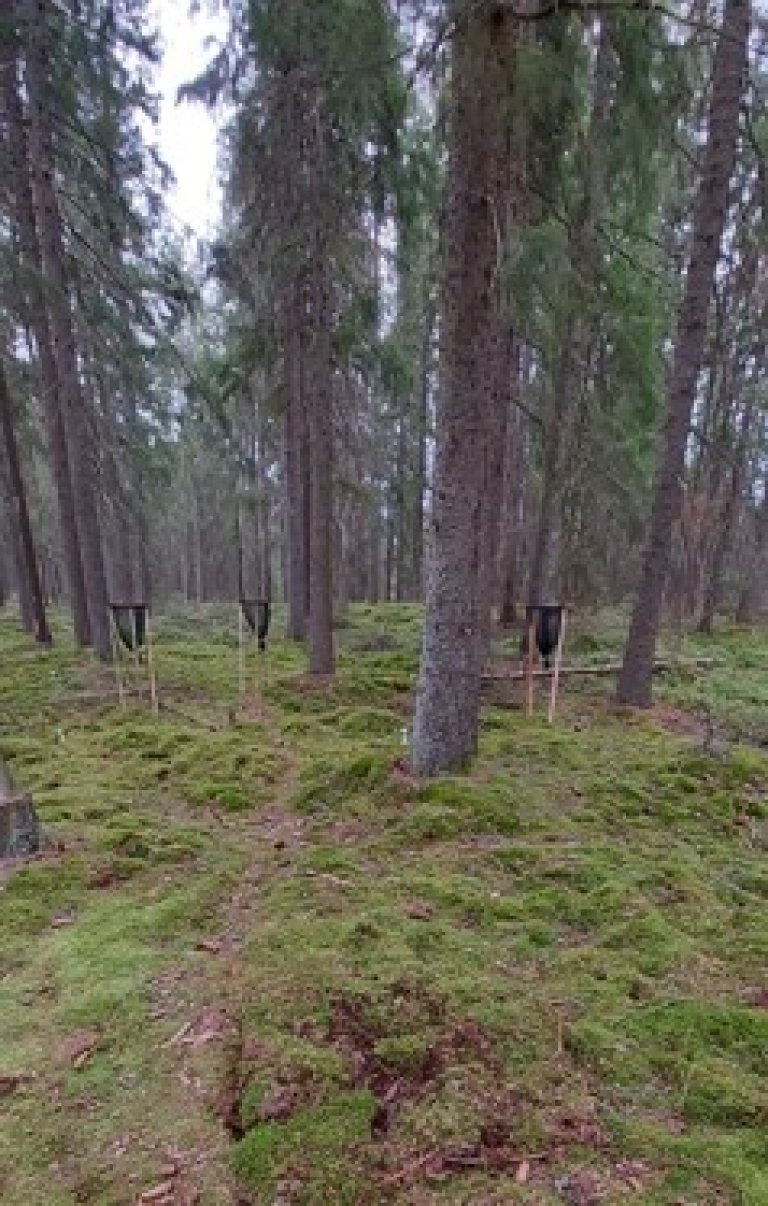 CON4 Living vegetation - Foto O. Janne Kjønaas.jpg