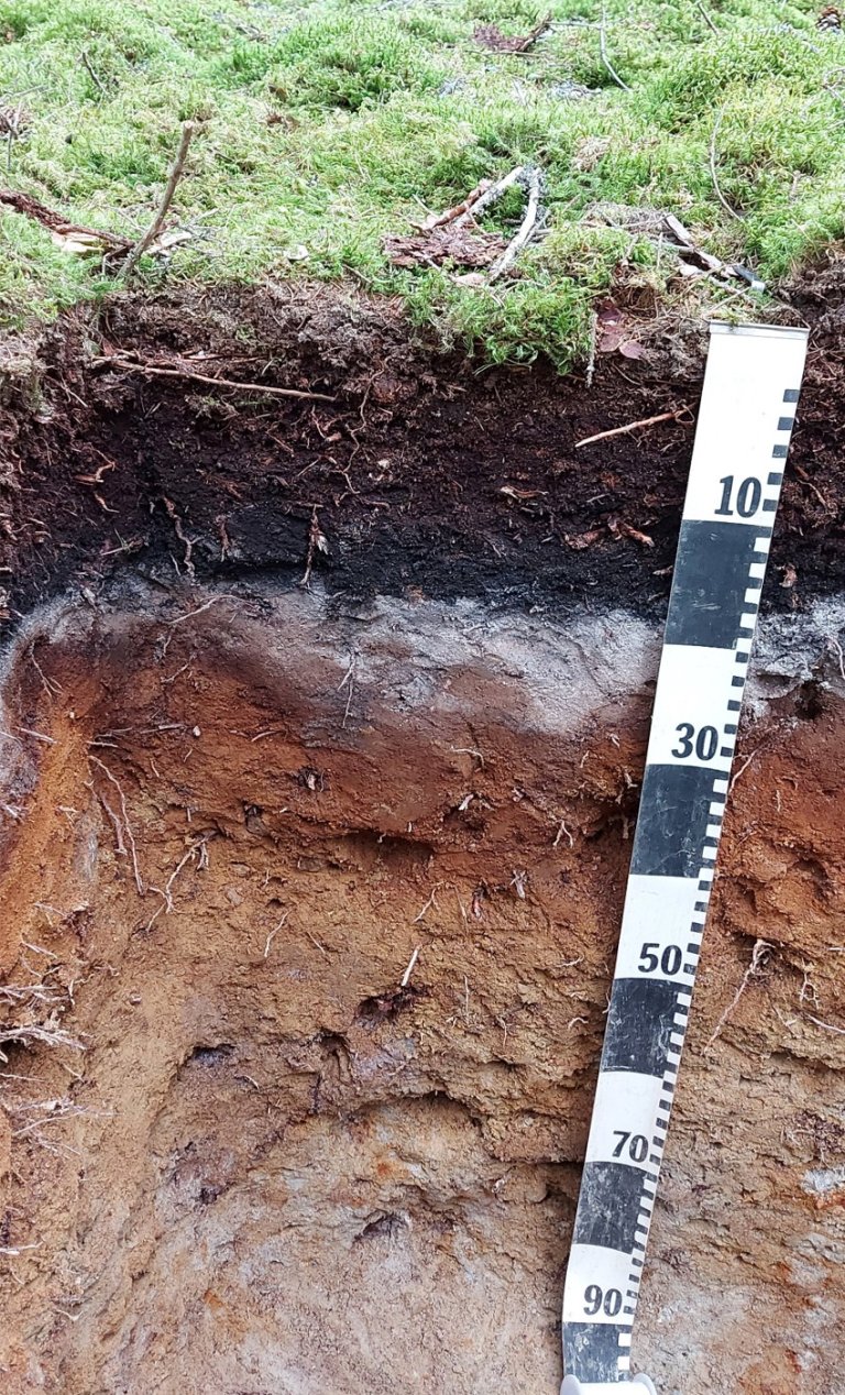 CON1 Soil profile - Foto O. Janne Kjønaas.jpg