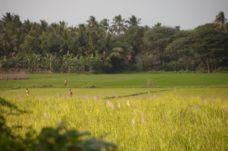 Rice fields_1.jpg