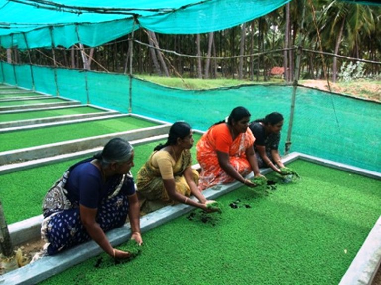 Upscaling azolla nursery.jpg