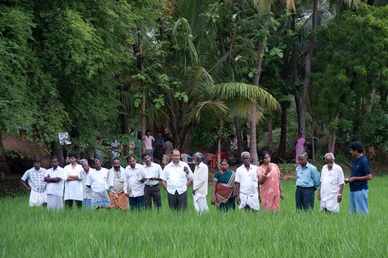 Climarice_Tanjore field photo group web.jpg