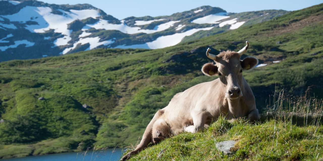 Vestlandsk fjordfe