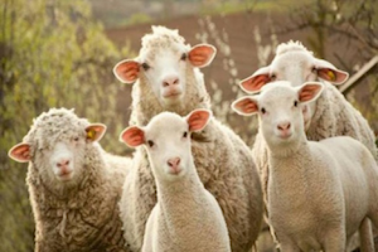 Sheep Sassari.png