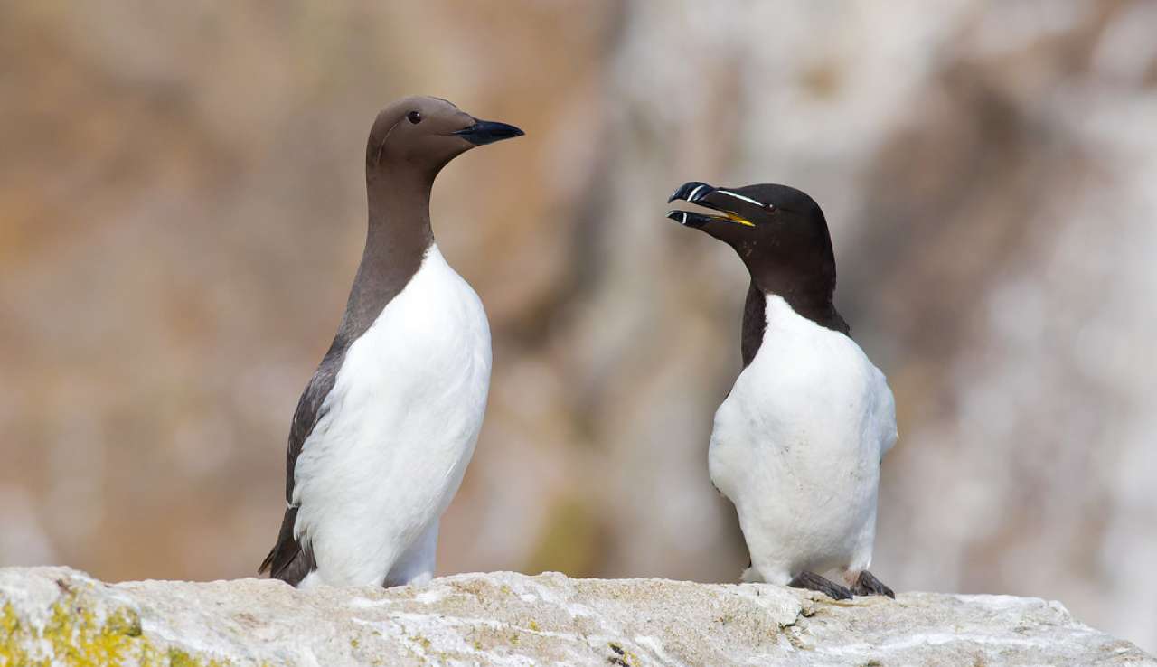 The common guillemot (Uria aalge) and razorbill (Alca torda).