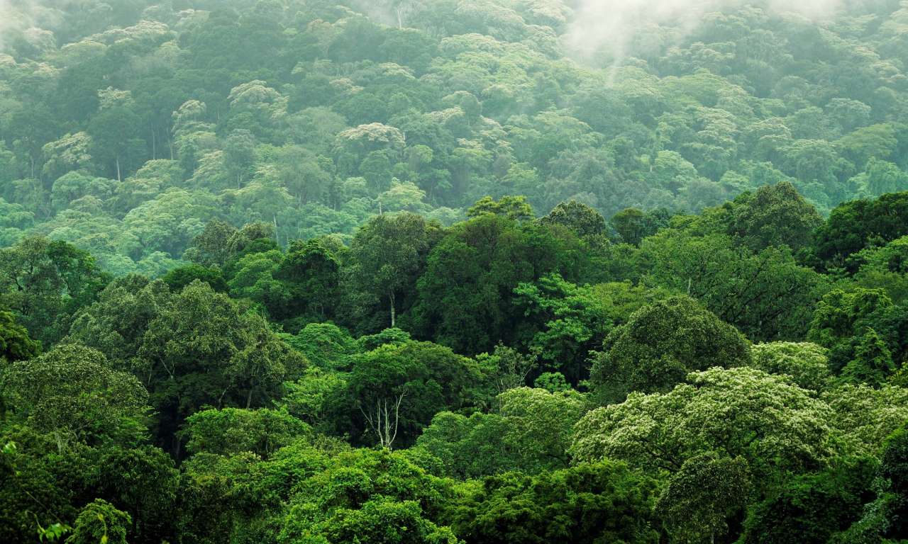 Yayyo Coffee_forest Reserve 