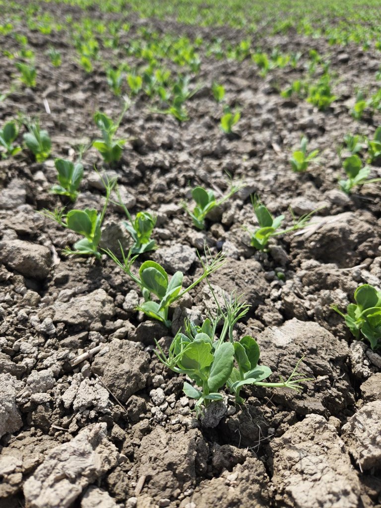 Young pea plants in a field
