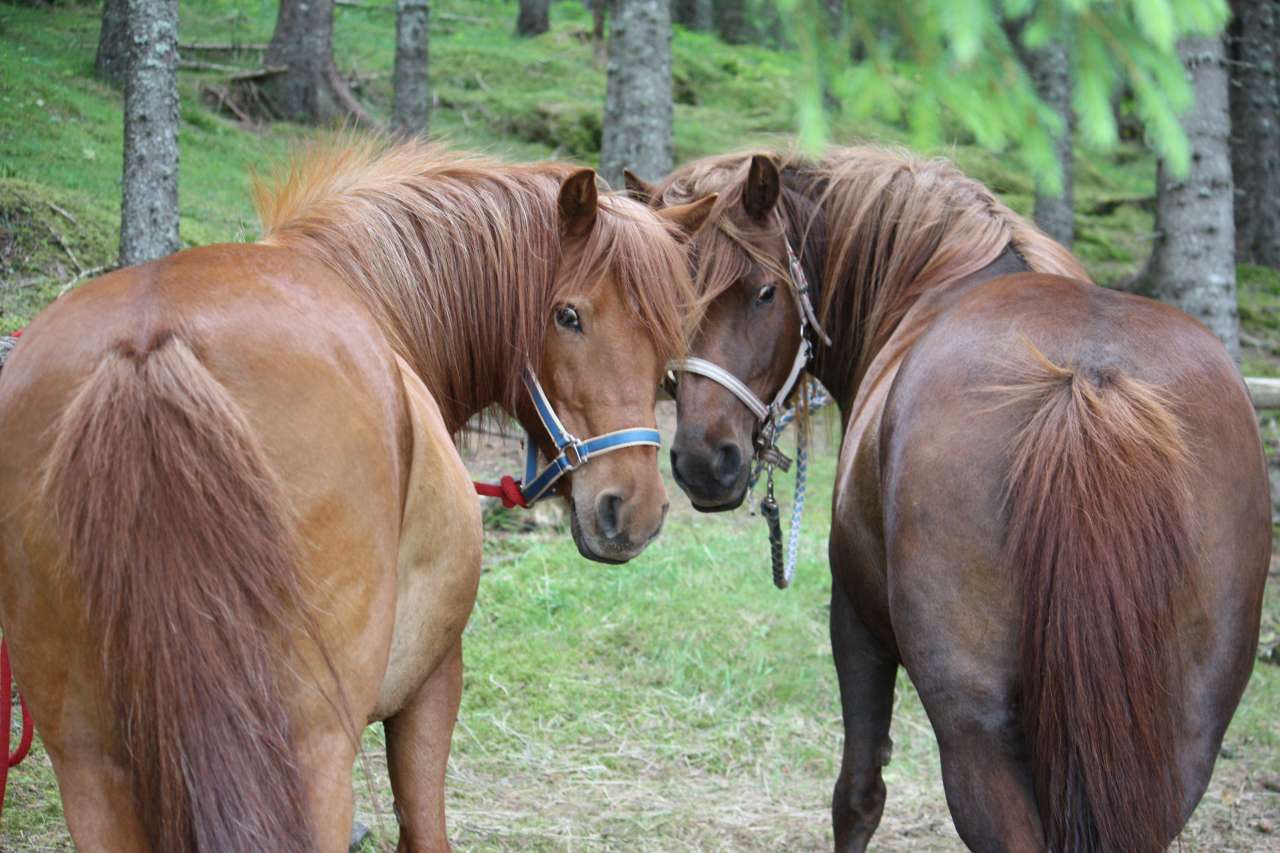 Bilde til nyhetssak Luna og Sara_GHMJ