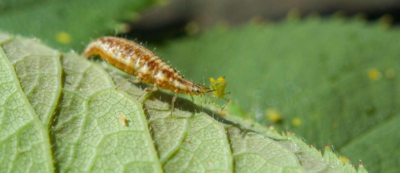 ef-20140720-115824-smartcrop-croppet