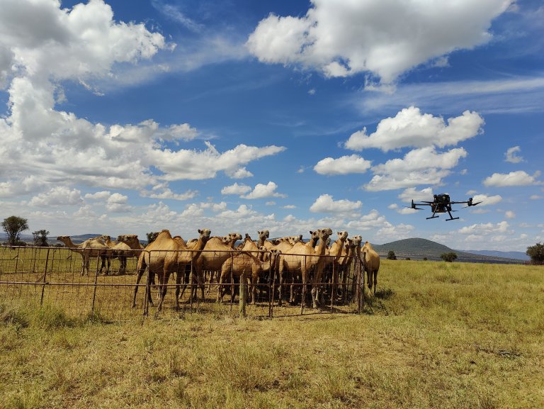 Camels and drone_Alouette van Hove IMG20240304144911.jpg