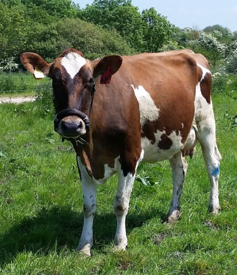 grazing cow.jpg