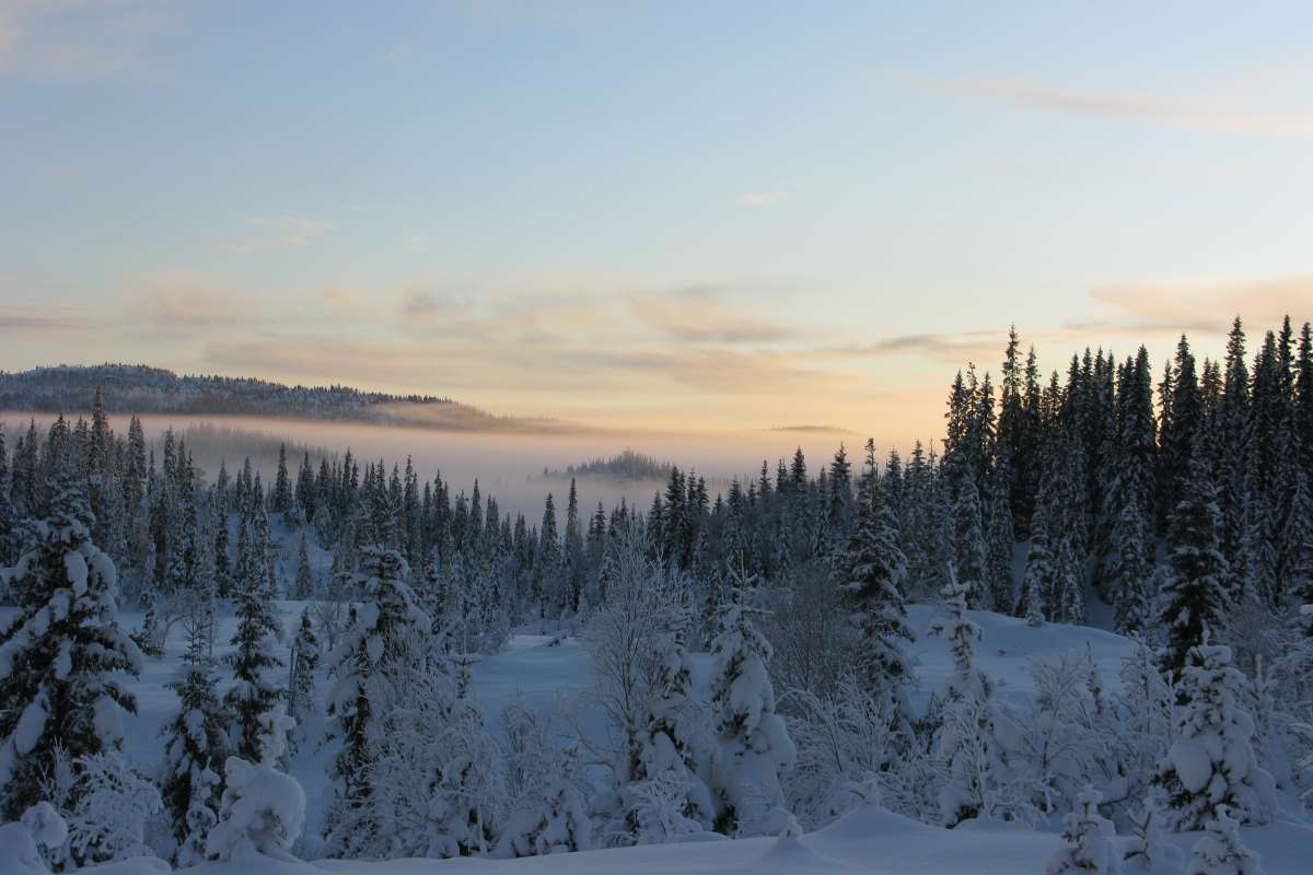 Winter and snow - Image credit - Arne Steffenrem - NIBIO -  Norwegian Forest Seed Center