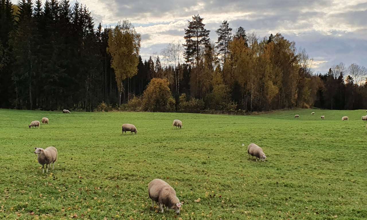 Sheeps on cropland