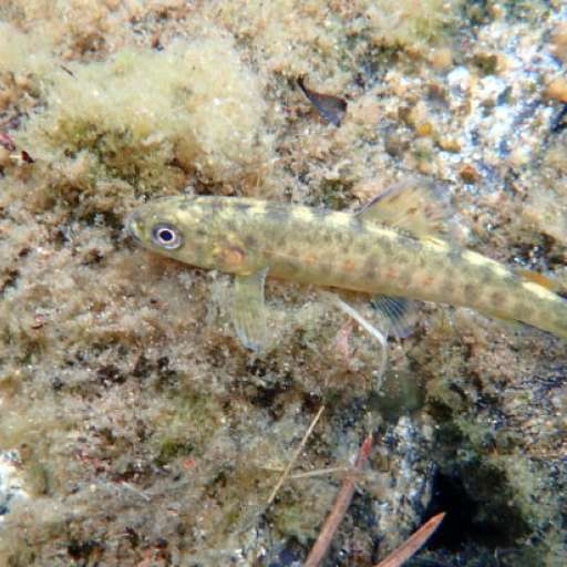 Freshwater Ecosystems Brown Trout Nibio