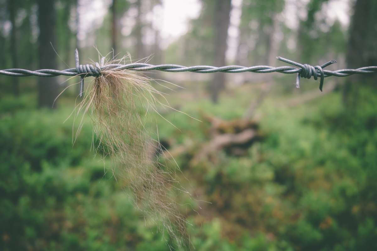 03 Field work and hairtrapping - Alexander Kopatz