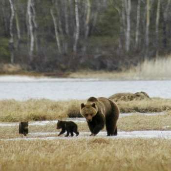 Brown_bear_Steinar_Wikan